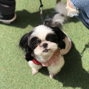 강아지찾고있습니다