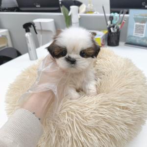 시츄 왕자님 분양 합니다~!!