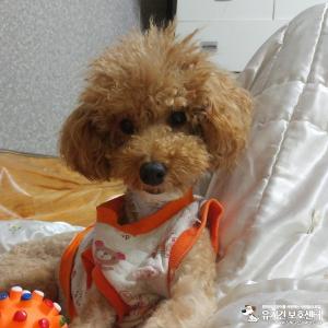 부산 푸들 찾아요