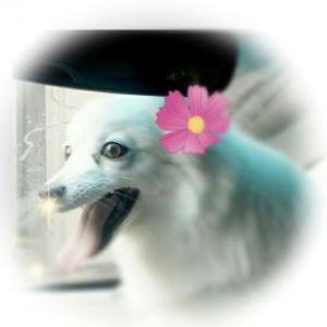 신림동 화이트 스피치 여아 사례금 있음