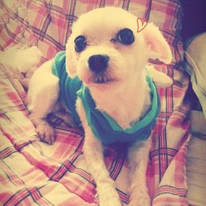 수원시 권선구 서둔동.탑동쪽에서잃어버린 저희별이를찾습니다