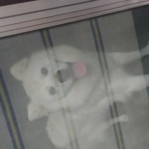 몽이를 찾아주세요.부탁드려요