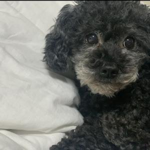 경기 거모동 강아지 찾습니다 / 한 번 꼭 봐주세요