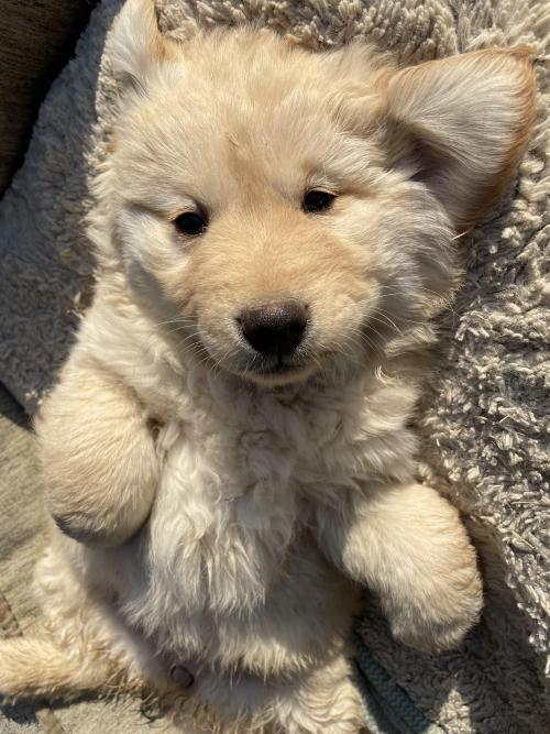 진트리버 2개월 아기들 분양합니다:)