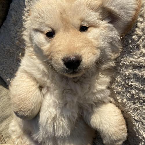 진트리버 2개월 아기들 분양합니다:)