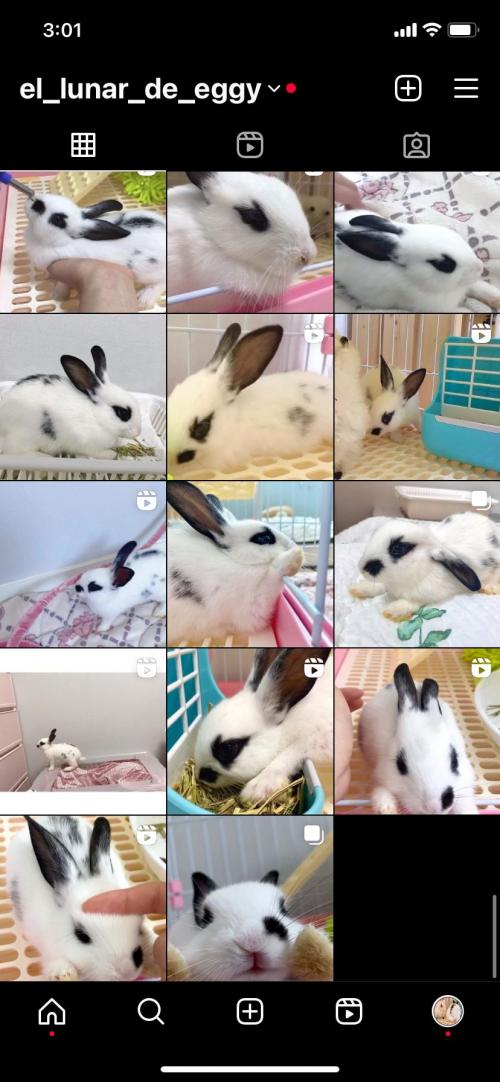 사랑하는 토끼 입양 보내요