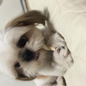 관악구 난곡동 시츄강아지를 찾습니다제발