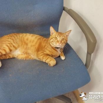 고양이찾아요