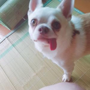 치와와 믹스 강아지 찾아요.