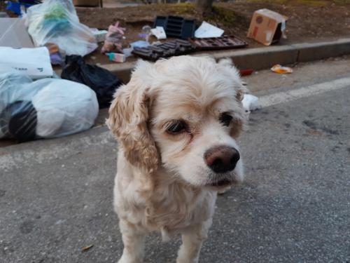 논산 코카스파니엘