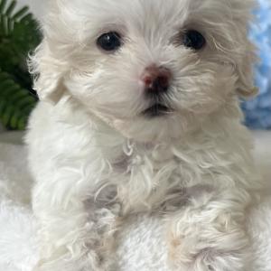 🐶 사랑스러운 화이트 비숑 아가, 평생 가족을 기다려요!