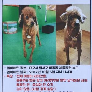 [대구]저희 아이를 찾습니다