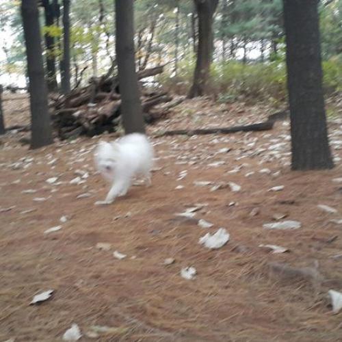 2살 남아 스피치 무료분양합니다.