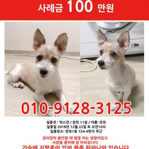 서초구 반포1동 믹스견 암컷 3.6kg 갈색 무늬 또또 찾습니다