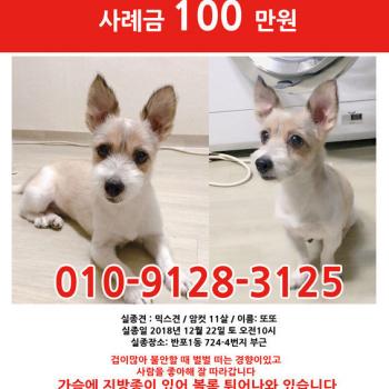 서초구 반포1동 믹스견 암컷 3.6kg 갈색 무늬 또또 찾습니다