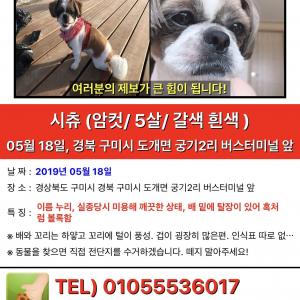 (구미) 잃어버린 시츄 누리를 찾습니다.
