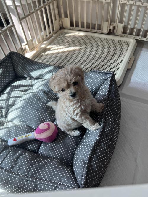 2개월 말티푸 새끼 강아지 입양 보내요 여아입니다