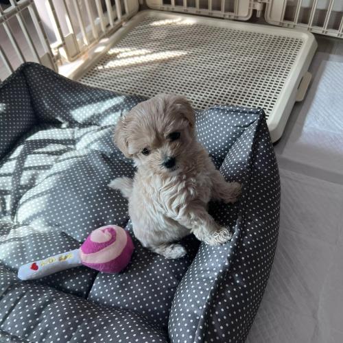 2개월 말티푸 새끼 강아지 입양 보내요 여아입니다