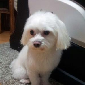 말티즈 난이를 찾습니다. (도와주세요)