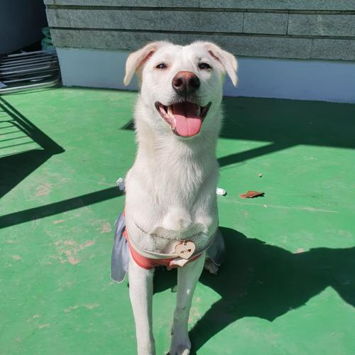 애기분양드립니다