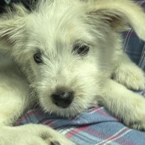 강아지 찾아요~