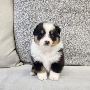 셔틀랜드쉽독분양 특수견 셀티분양