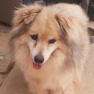 겁보를 찾습니다.  찾으면 꼭 사례하겠습니다.