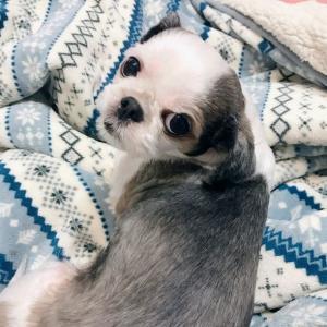 [찾았습니다!!!!!!!!](강동구 천호동)시츄 찾아주세요