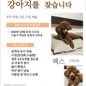 서울시 강남구 역삼동-토이푸틀 갈색 (렉스) 찾습니다.