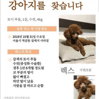 서울시 강남구 역삼동-토이푸틀 갈색 (렉스) 찾습니다.