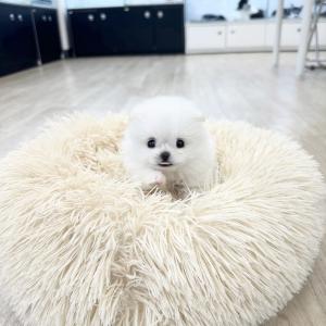 포메라니안 왕자님 분양 합니다.