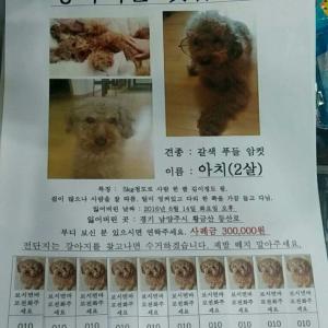 남양주 가운휴먼시아 근처 황금산에서 갈색푸들이 실종되었습니다