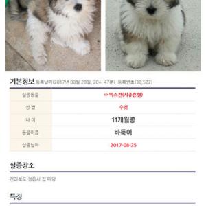 전북 정읍에서 시츄믹스견 찾습니다