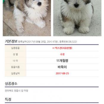 전북 정읍에서 시츄믹스견 찾습니다