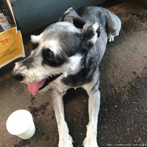방학동 도깨비시장 슈나우저 보호중