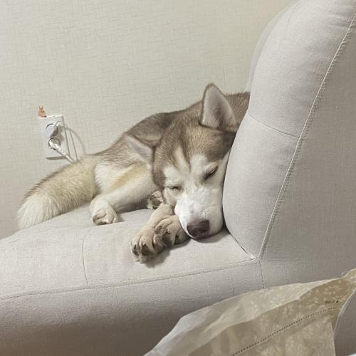 시베리안허스키 분양합니당