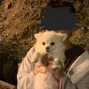 폼피치 찾아요!!!ㅠㅠㅠ