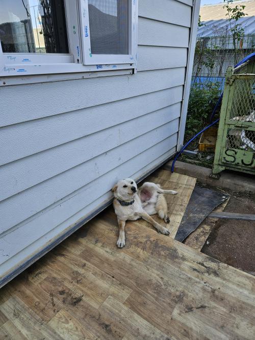 김해 상동면 유기견 주인 찾습니다.