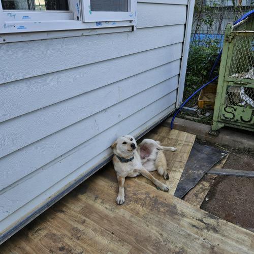 김해 상동면 유기견 주인 찾습니다.