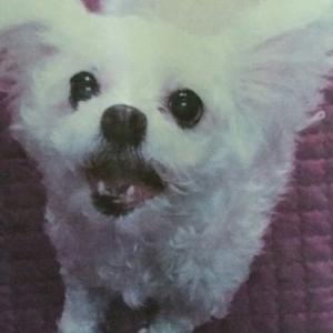 파주 운정 말티즈 암컷 찾습니다!!!