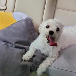 경남 하동 북천면 말티즈 수컷 분실했어요. 제발 도와주세요