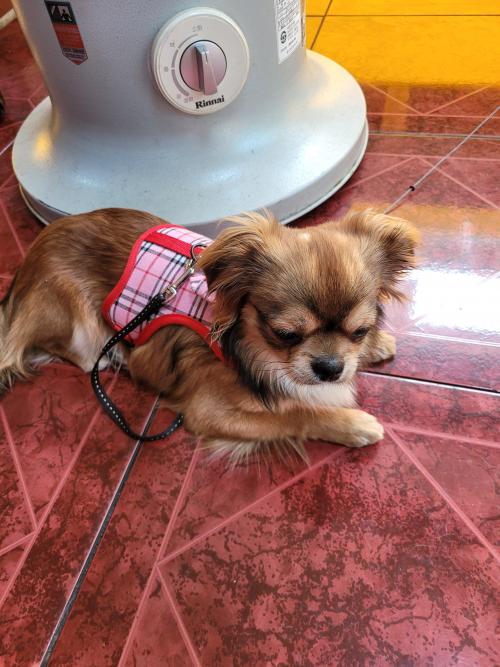 용산구 치와와 믹스? 보호중입니다.