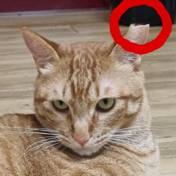 고양이 찾아요