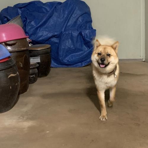 시골집에서 키운 개 키우실 분 구합니다..!!