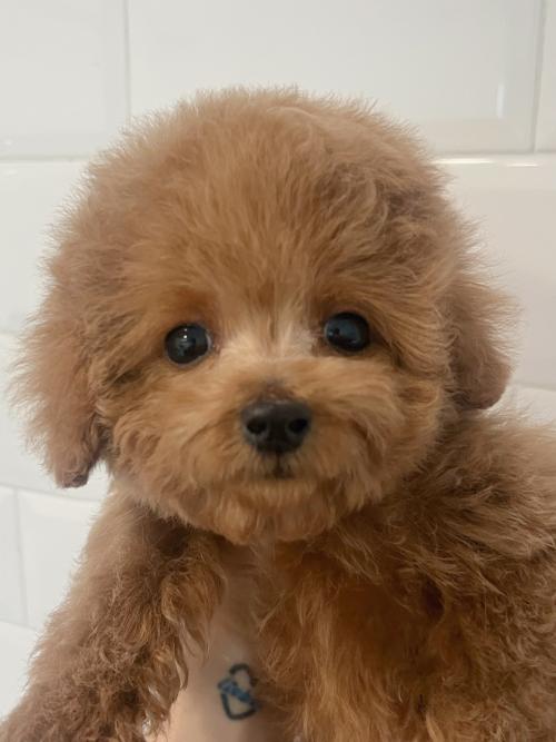 푸들 아가의 좋은 보호자 분을 찾고 있습니다