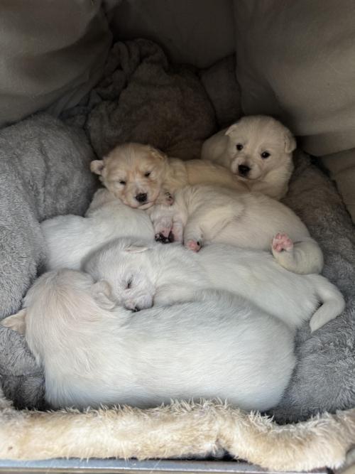 진돗개 강아지(믹스견) 무료 분양