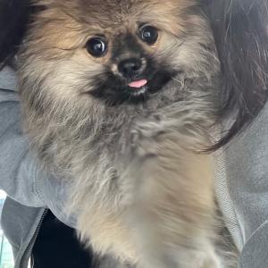 🐶분양가 5만원! 세이블 포메라니언 아가, 평생 가족을 기다려요