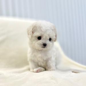 10만 책임비 일반비숑