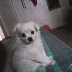 말티즈 남아 2개월 된 새끼강아지 찾아요