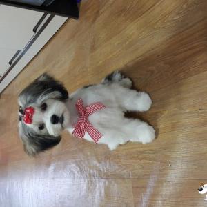 수원정자동암컷(시츄+말티즈)를 찾습니다